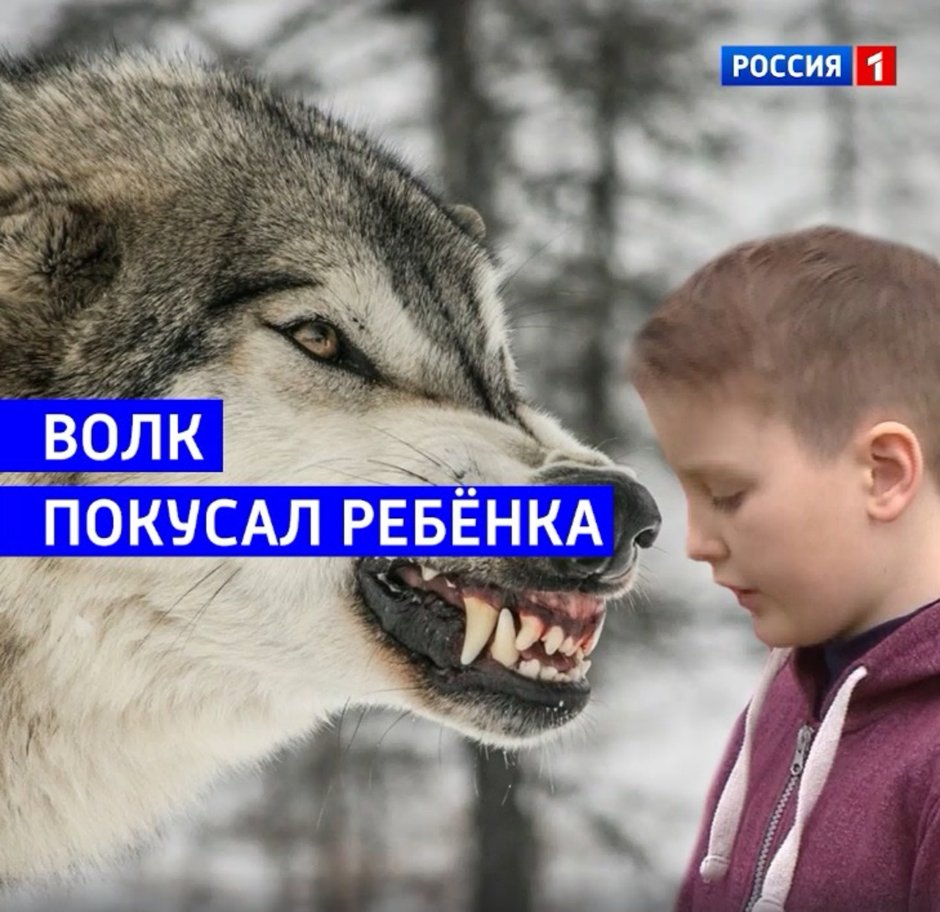 Гиена альбинос