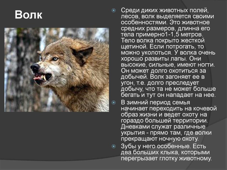 Волк скалится