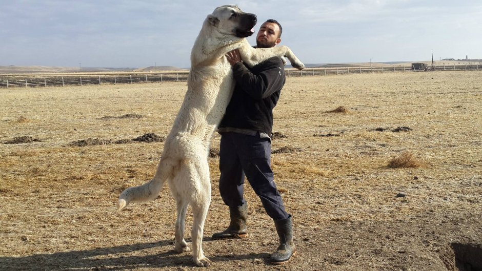 Кенайский волк canis Lupus alces