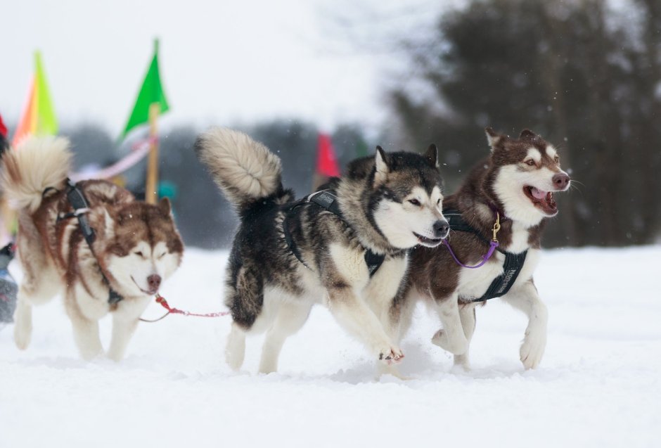 Iditarod Sled-Dog Race