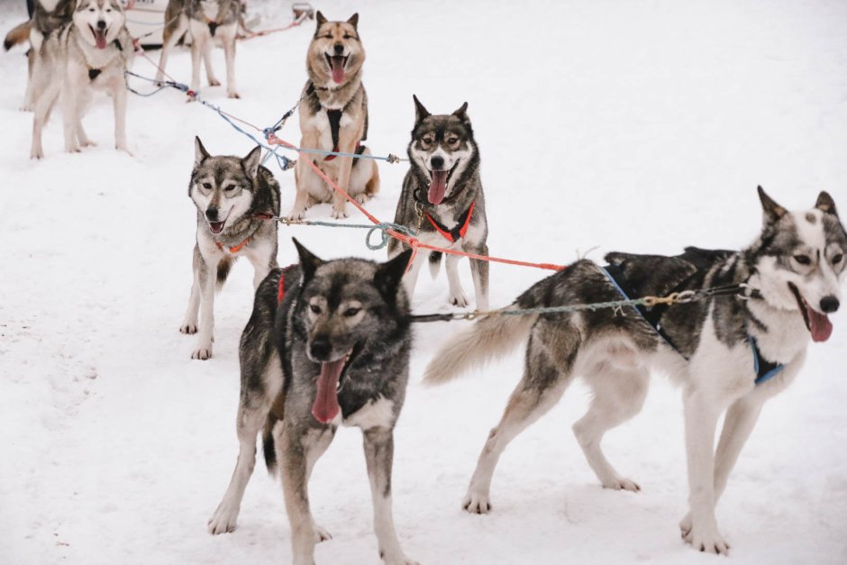 Husky Safari Finland