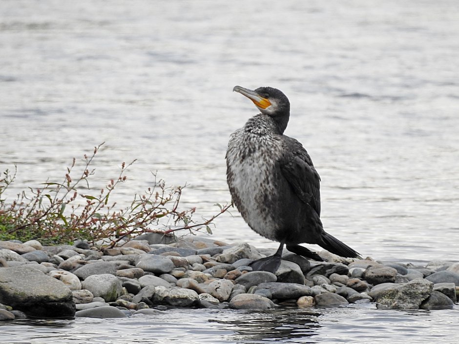 Больших Бакланов (Phalacrocorax Carbo)