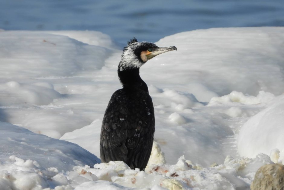 Большой Баклан Phalacrocorax Carbo
