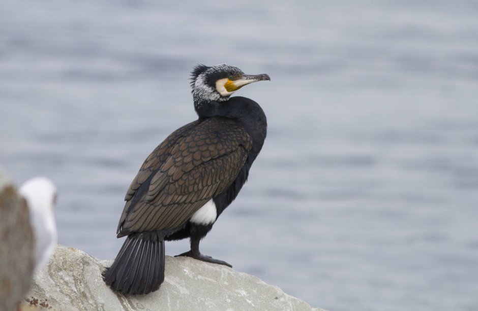 Большой Баклан Phalacrocorax Carbo