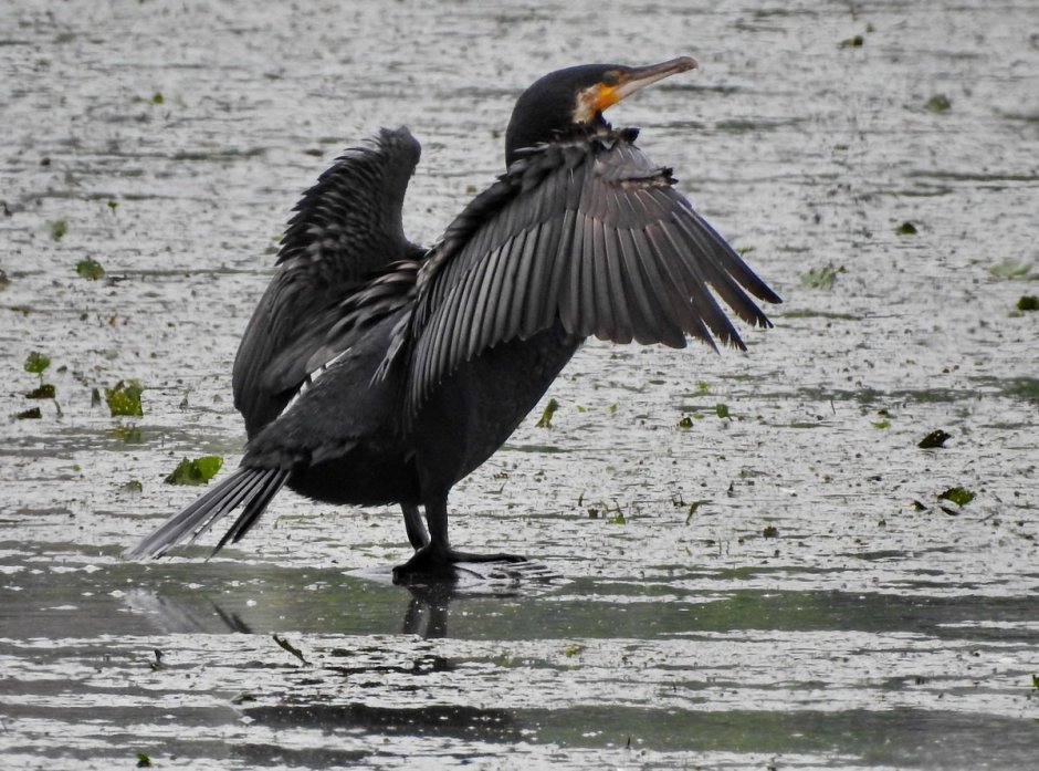 Phalacrocorax Carbo птица