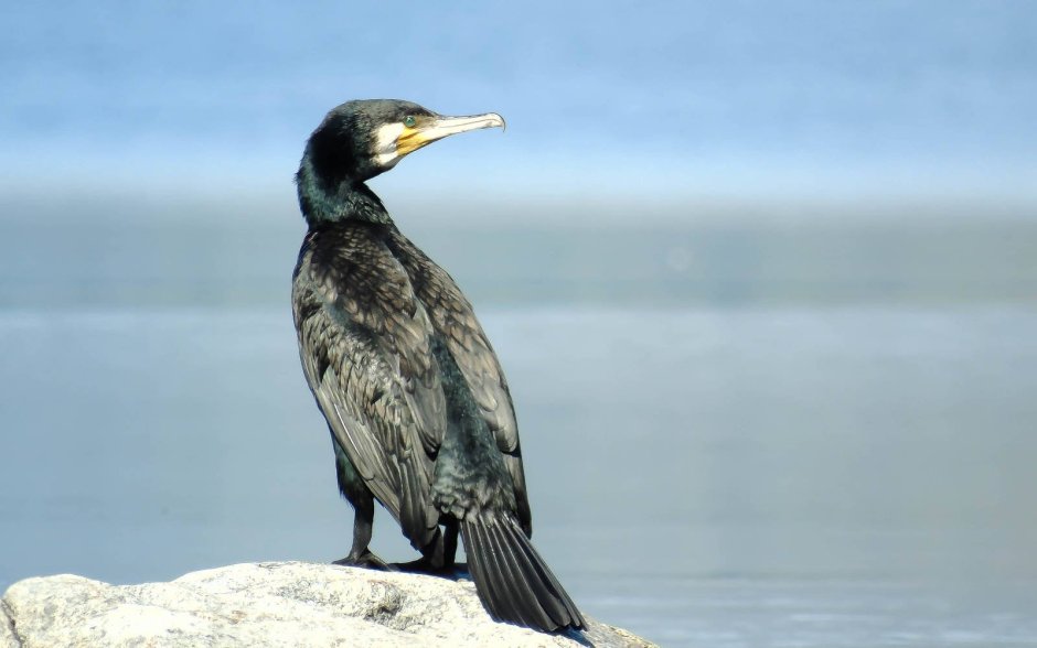 Уссурийский Баклан - Phalacrocorax filamentosus на белом фоне