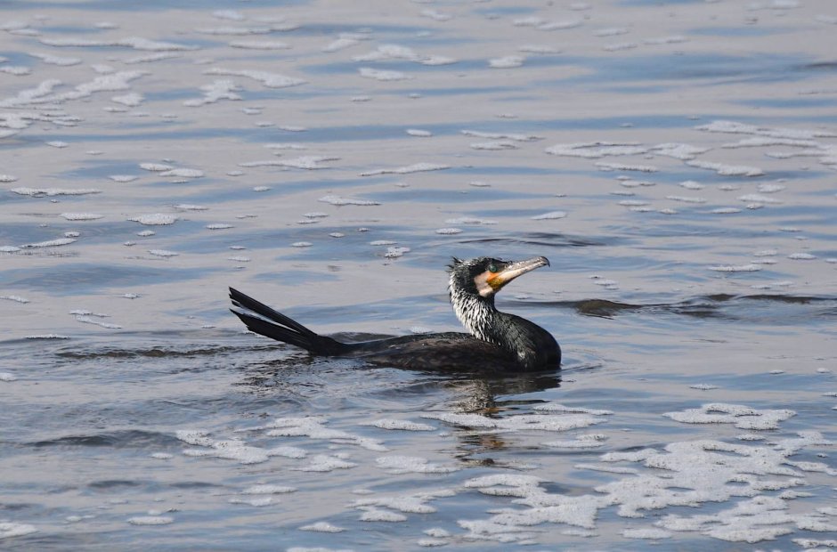 Большой Баклан Phalacrocorax Carbo
