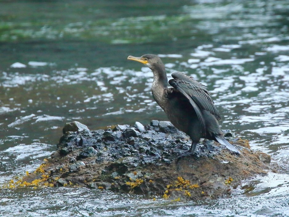 Большой Баклан Phalacrocorax Carbo