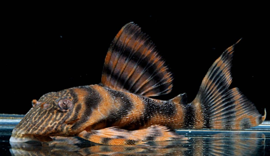Panaqolus SP. L397