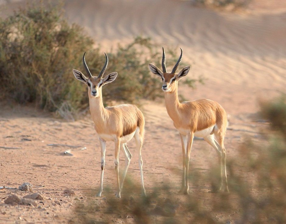 Gazella subgutturosa