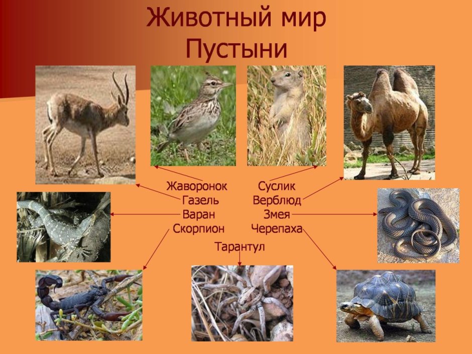Пустыни полупустыни зона растения и животные