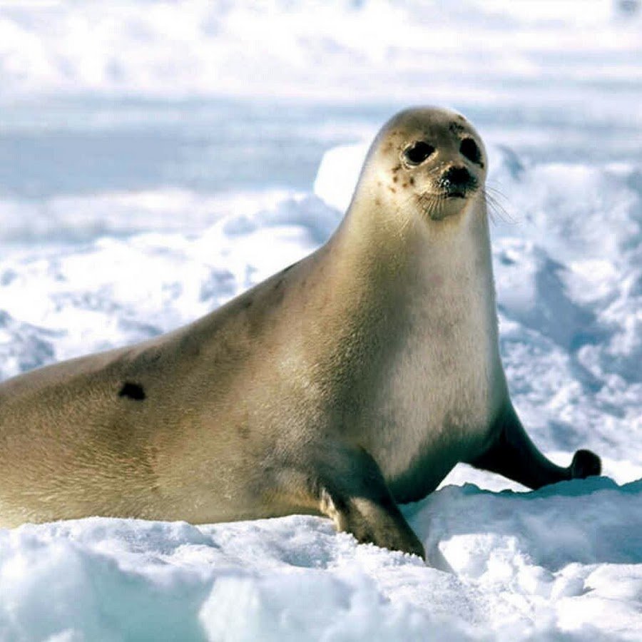 Северный морской тюлень