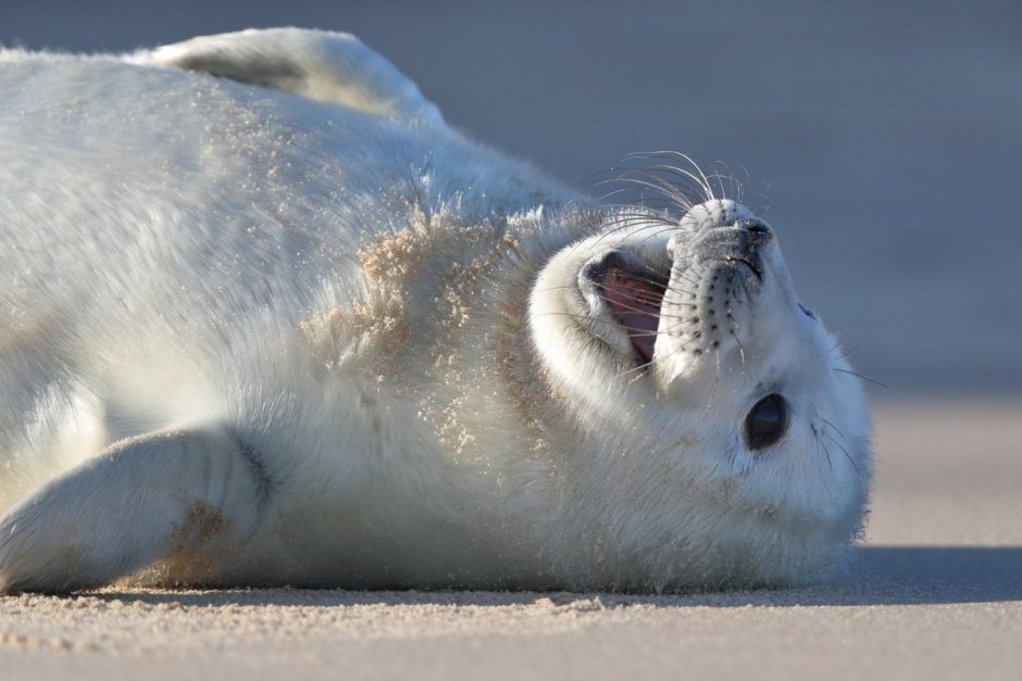 Белек нерпы