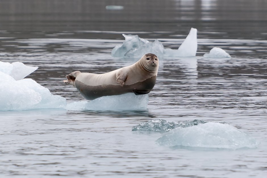 Байкальская Нерпа зимой