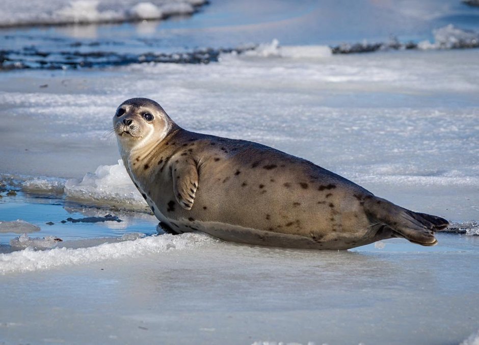 Кольчатая Нерпа в Арктике