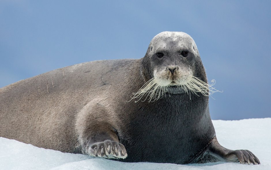 Лахтак морской заяц