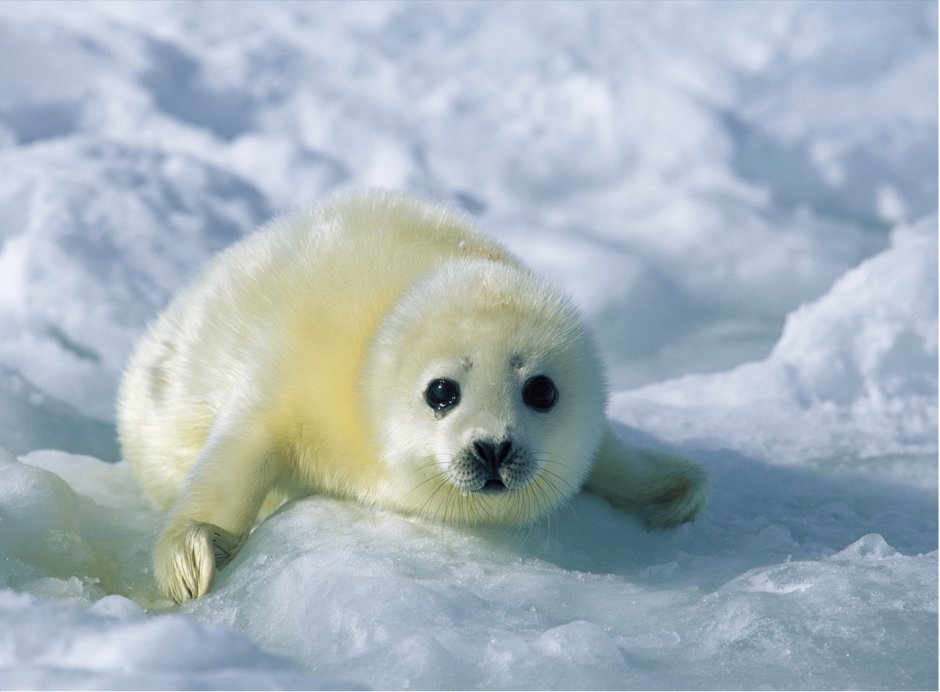 Белек тюлень