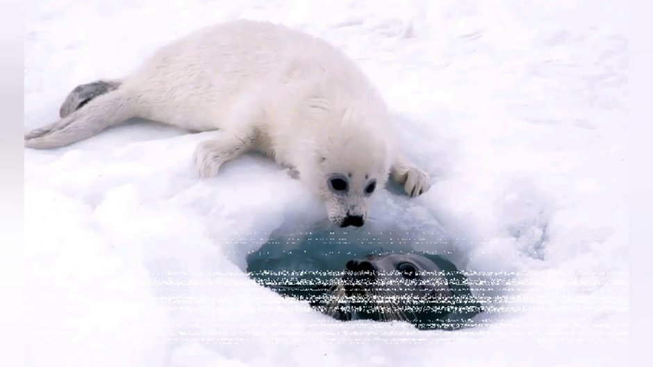Гренландский тюлень в Арктике