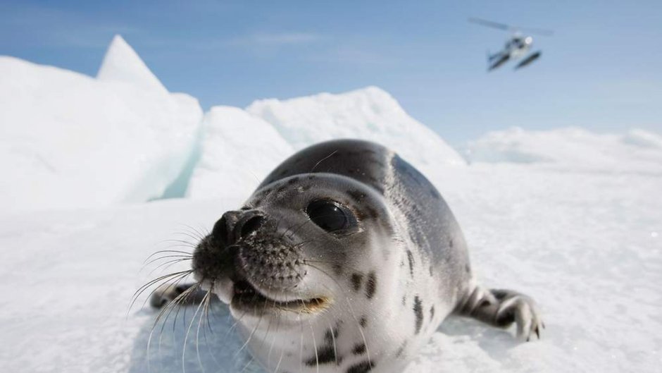 Тюлень Лысун