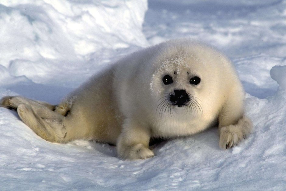 Байкальская Нерпа Белек