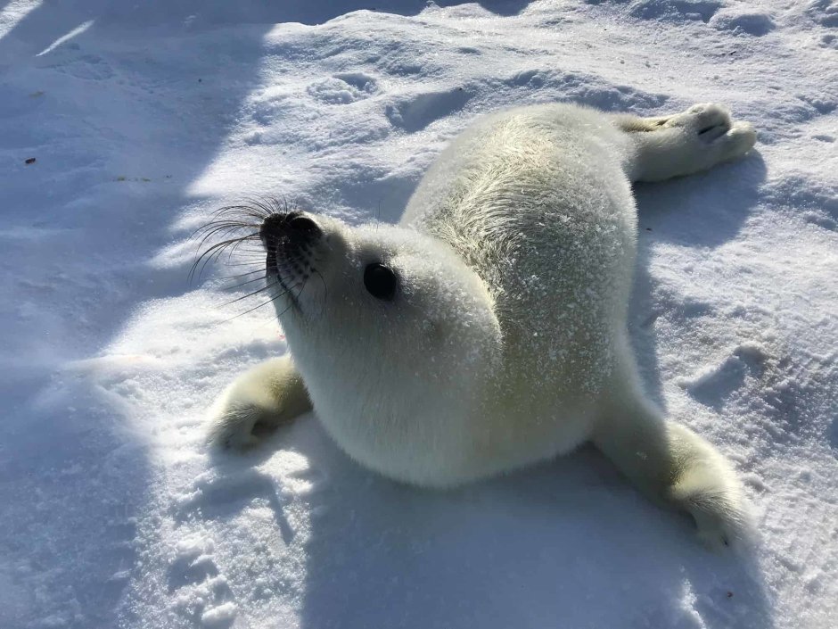 Белек Северный