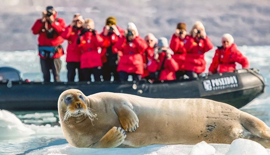 Нерпы на Шпицбергене