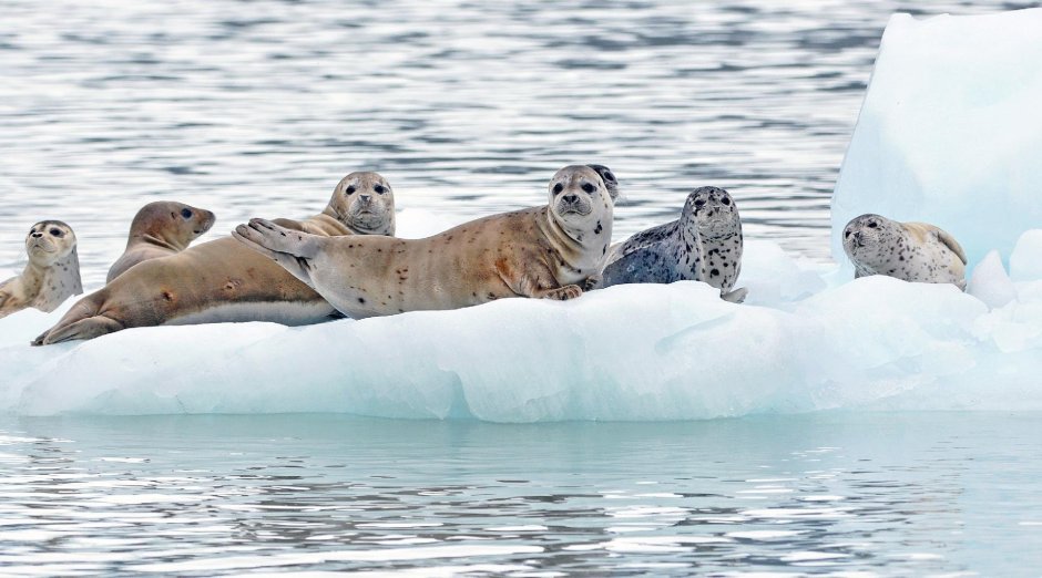 Ластоногие Арктики
