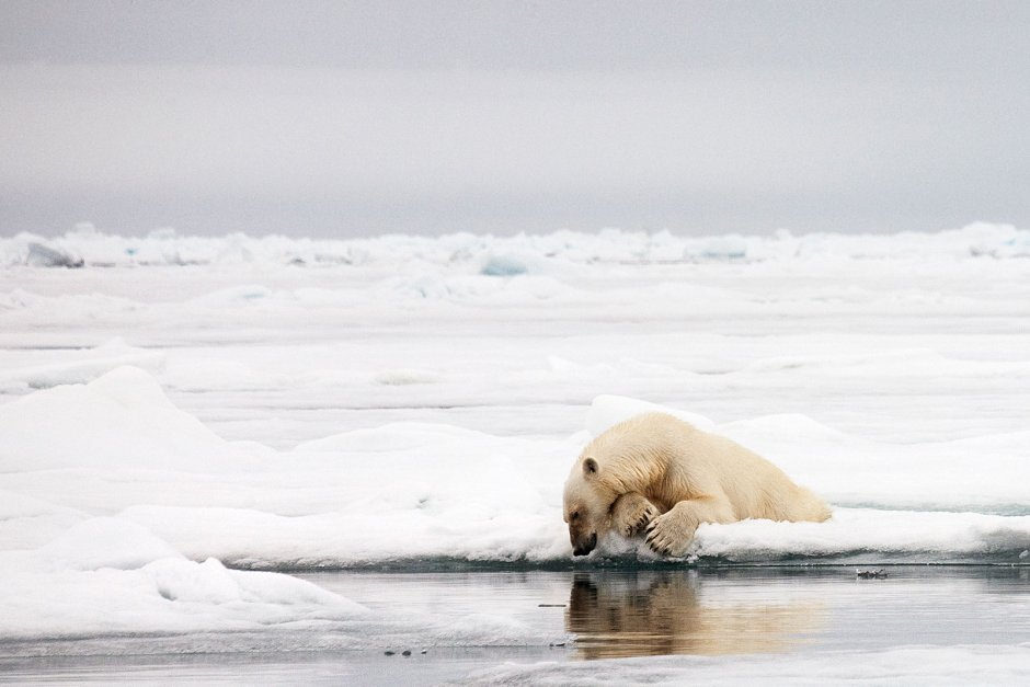 Охота белого медведя на тюленя