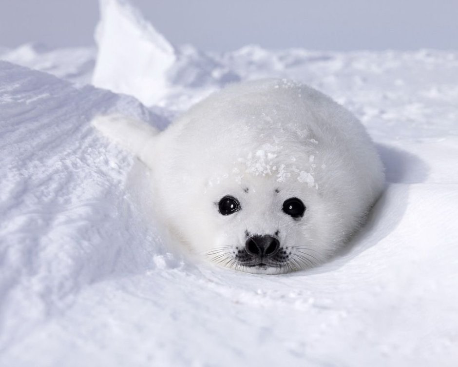 Кольчатая Нерпа Белек