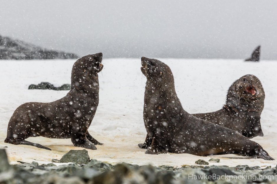 Кергеленский морской котик Антарктиды