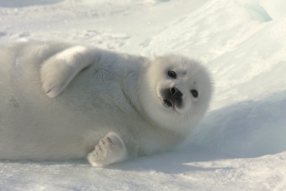Тюлененок Белек спит