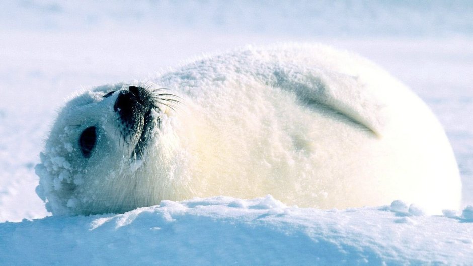 Толстый Белек