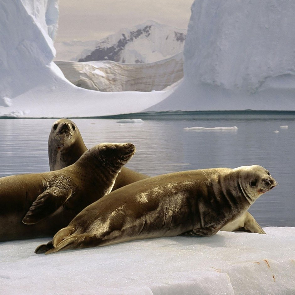 Тюлени в Антарктиде