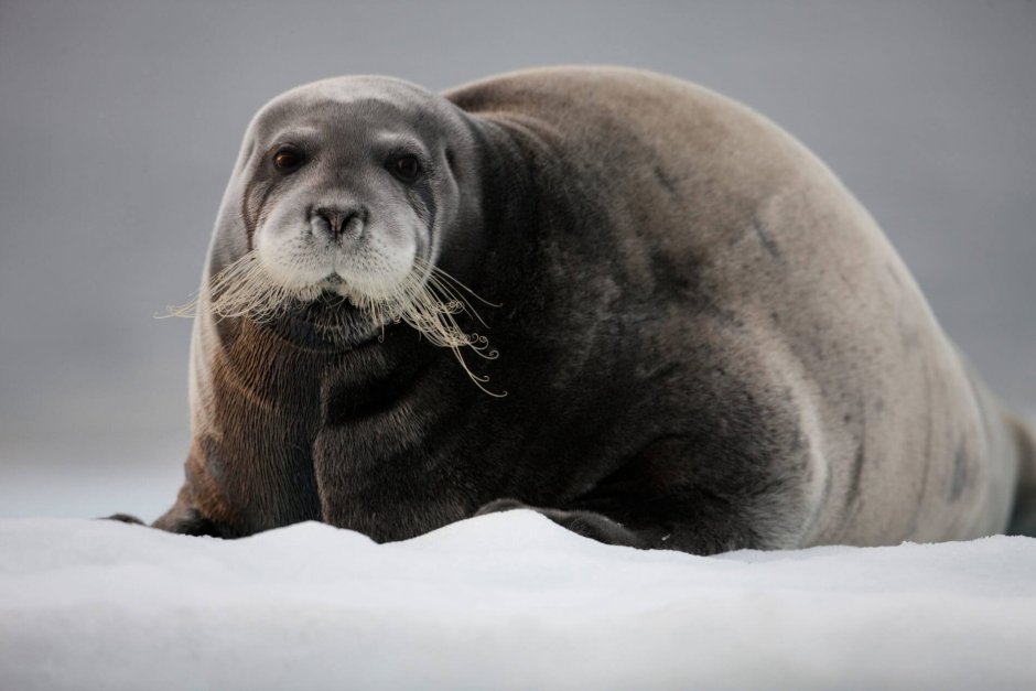 Тюлень морской заяц