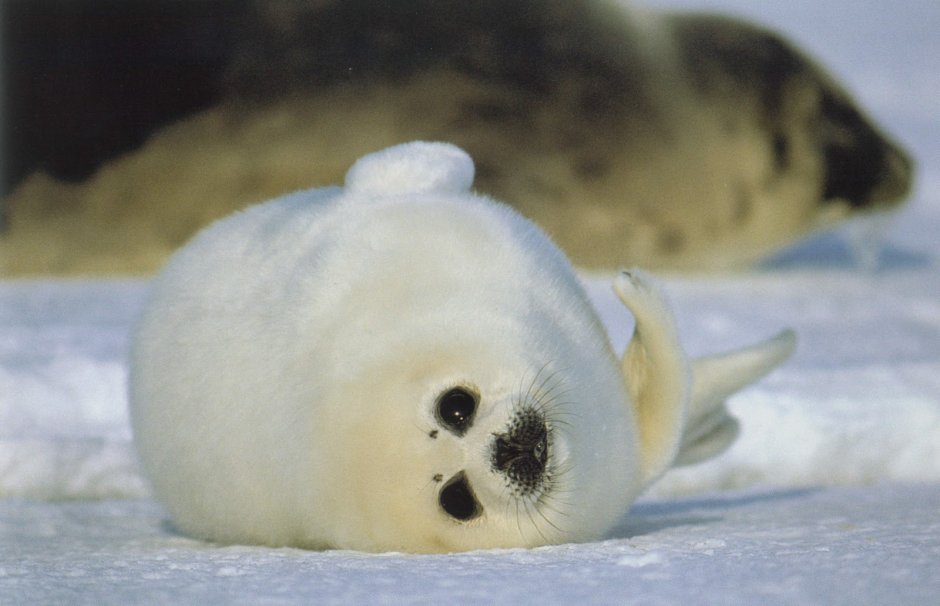 Морские животные крайнего севера