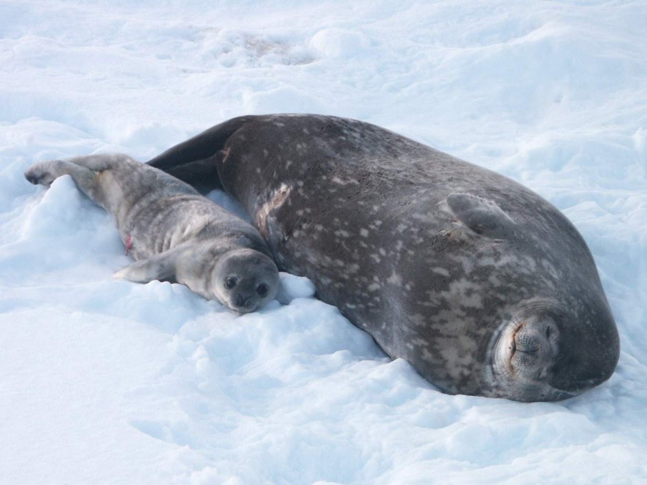 Нерпа Северный полюс