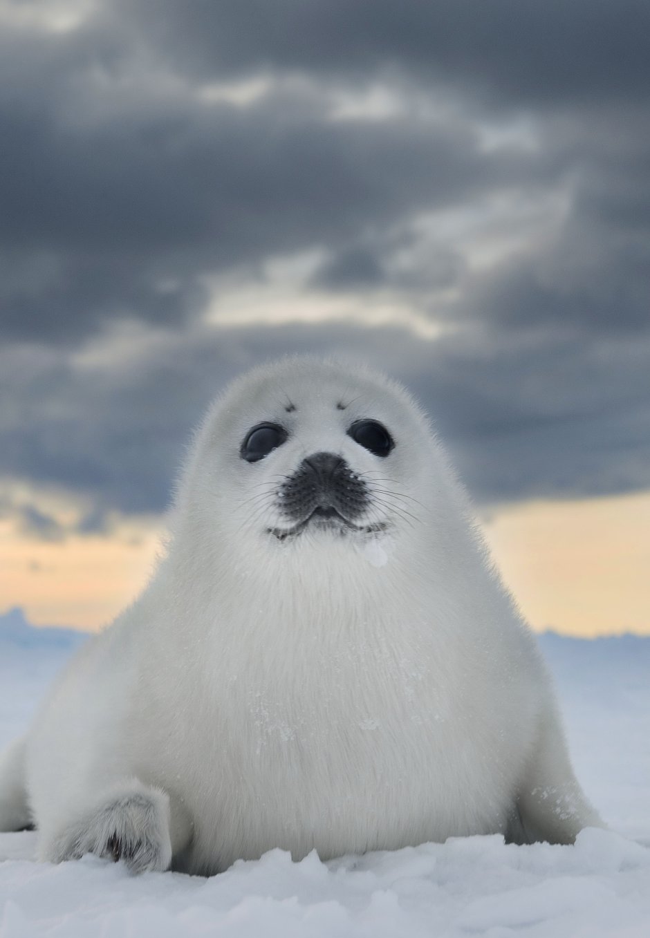 Нерпа в Арктике