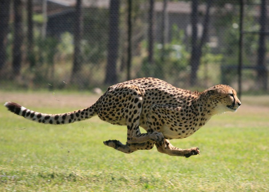 Cheetah Imperial
