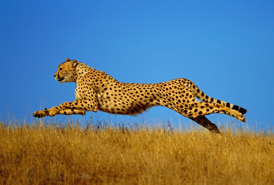 Cheetah (гепард)