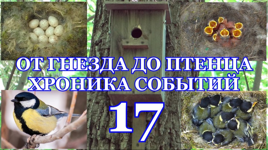 Птица в гнезде ночью