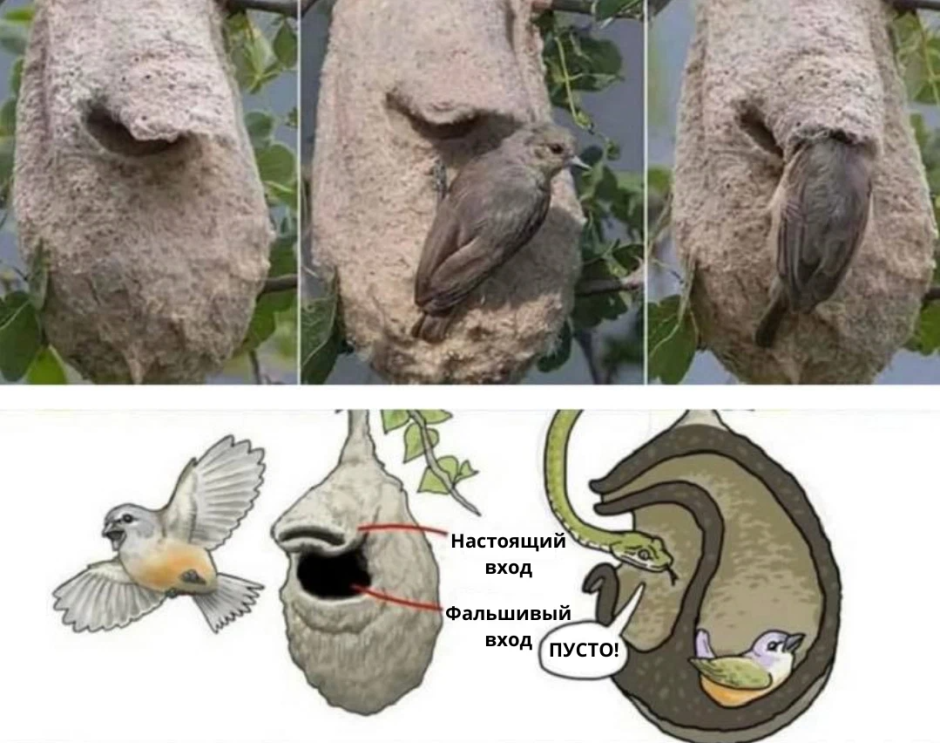 Гнездо синицы в скворечнике