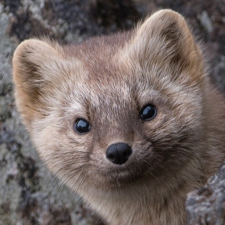 Баргузинский Соболь