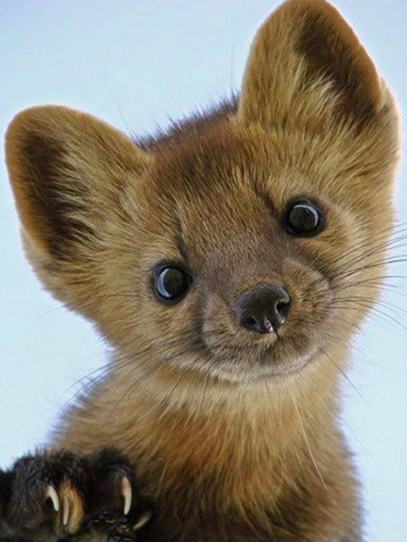 Баргузинский Соболь