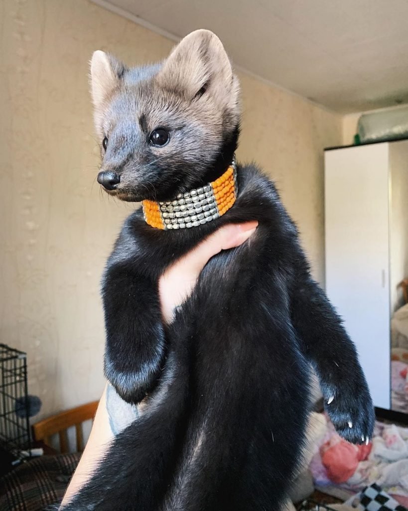 Алтайский Соболь