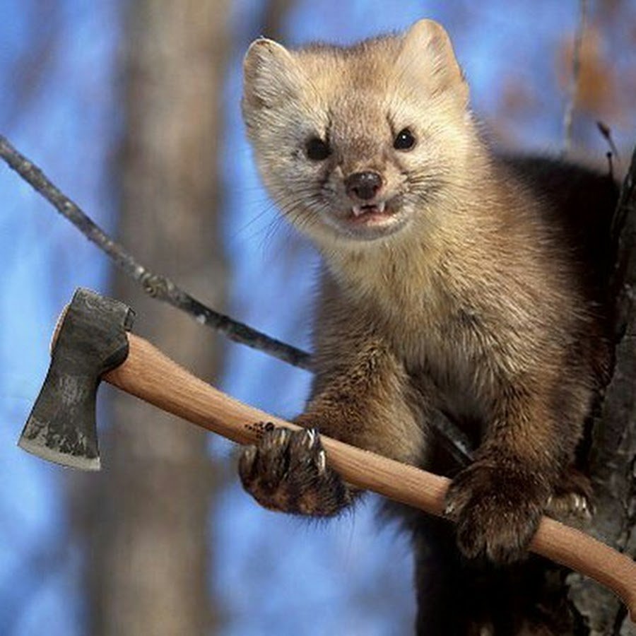 Куница каменная Крымская