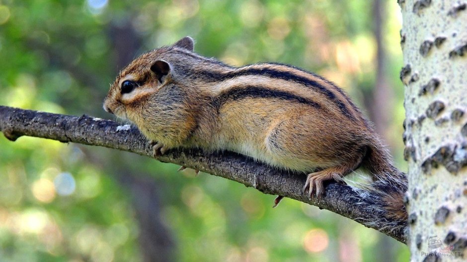 Соболь Баргузин животное