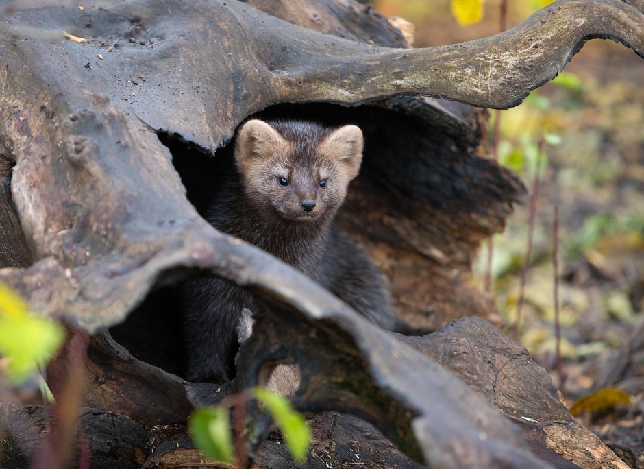 Баргузинский Соболь детеныш