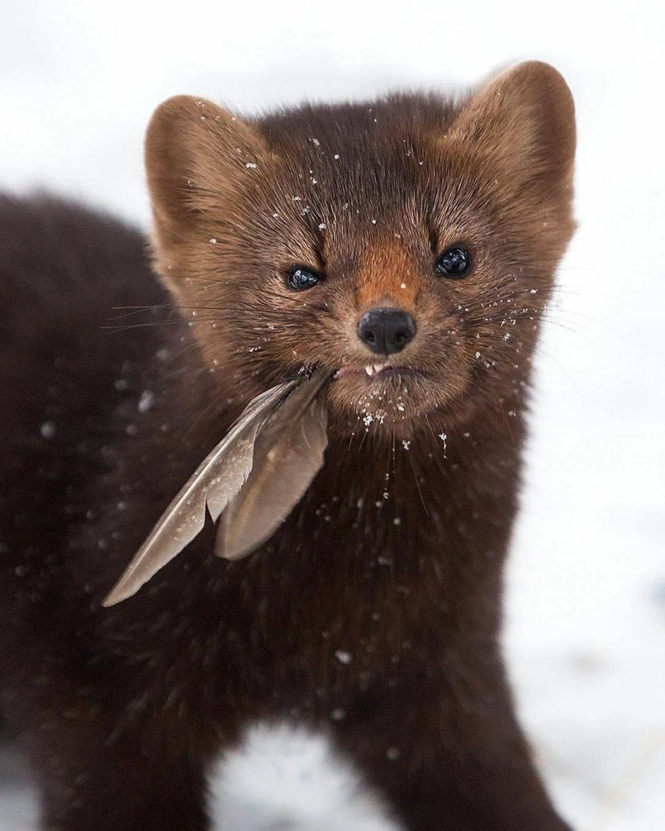 Баргузинский Соболь
