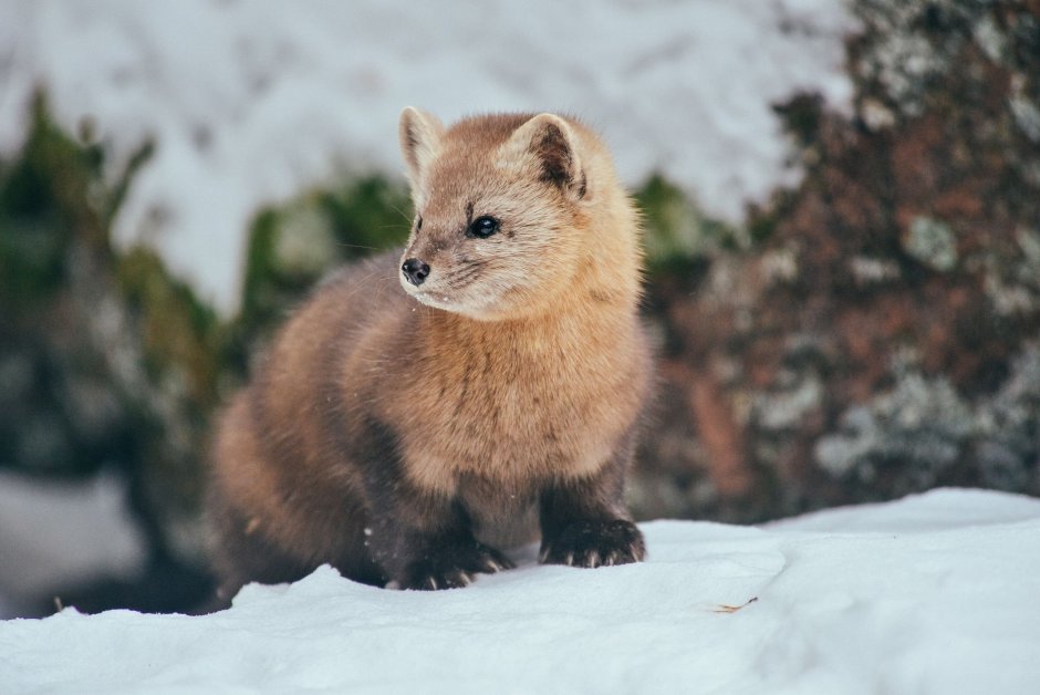 Соболь (зверек сем. Куньих)