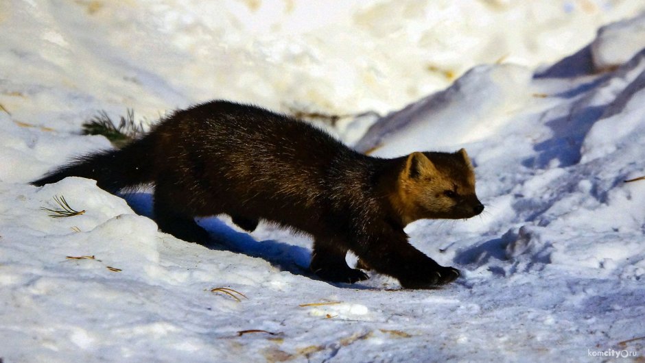 Байкало-Ленский заповедник Соболь